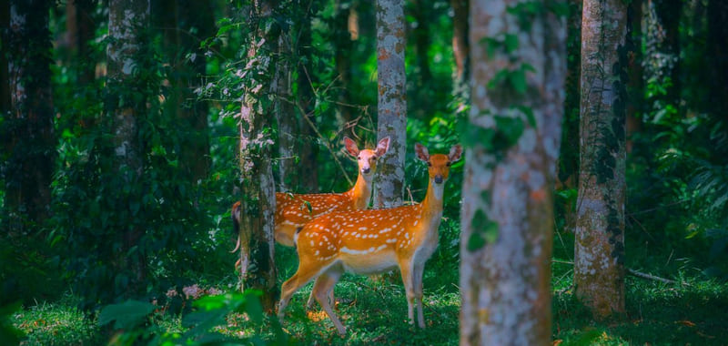 Les 7 meilleurs lieux dobservation de la faune au Vietnam