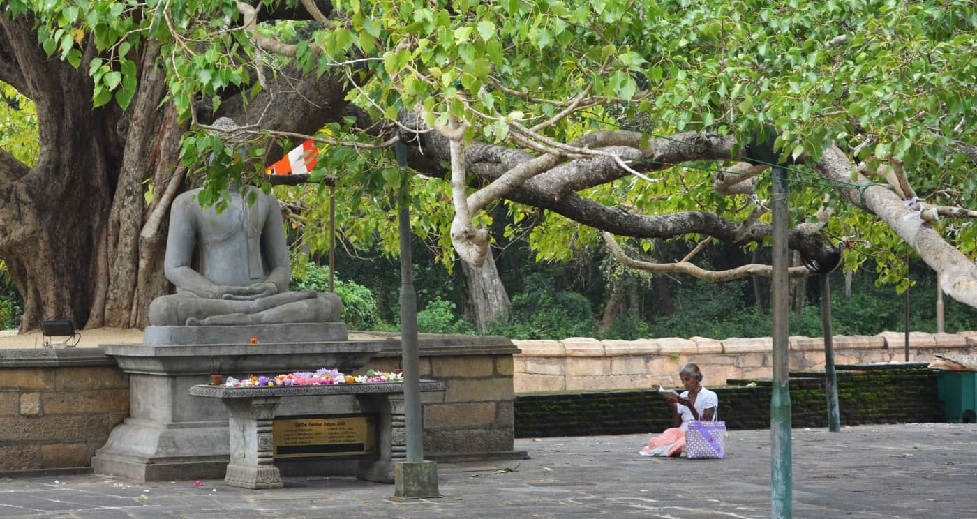 Sri Lanka en 2 semaines : Récit de voyage et conseils pratiques pour un voyage réussi