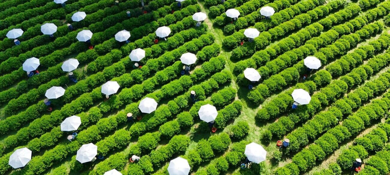 Thai Nguyen, la région aux meilleures collines de thé du Vietnam