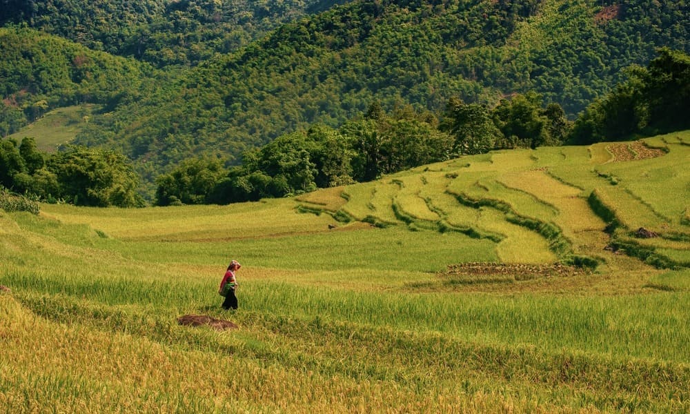 La brillante saison dorée du riz à Pu Luong en juin!