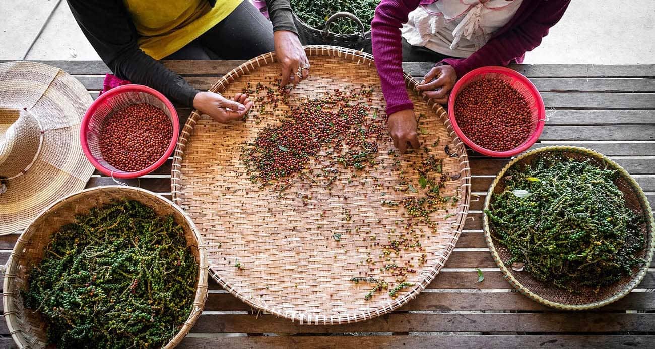 Poivre de Kampot : la meilleure épice du Cambodge