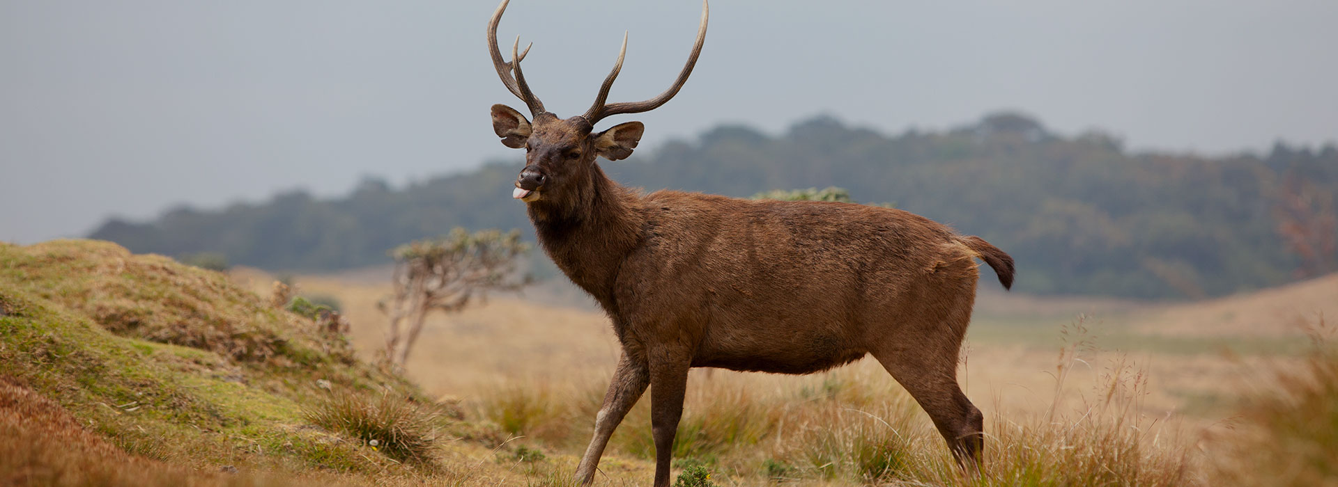 Guide complet de Nuwara Eliya : sites, météo et infos pratiques
