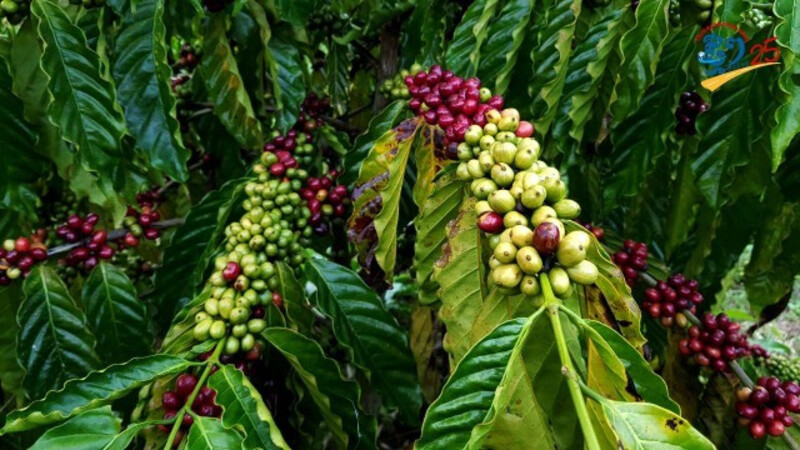 La région est connue également pour ses plantations de café