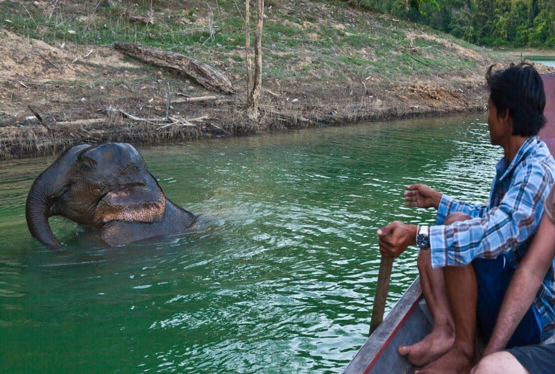 Sanctuaire d''éléphants à Khao Sok