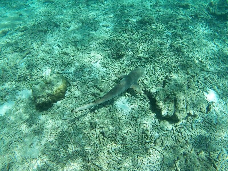 Shark Point