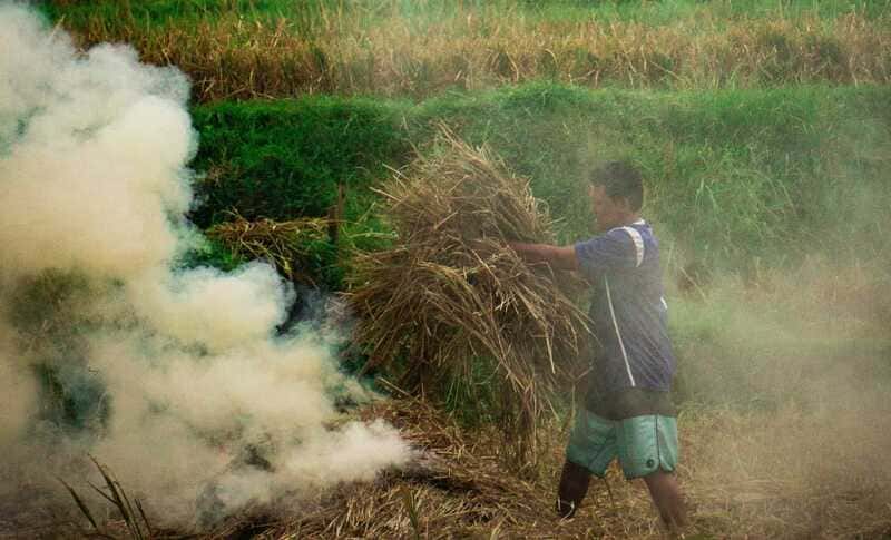 Thaïlande saison de plantation