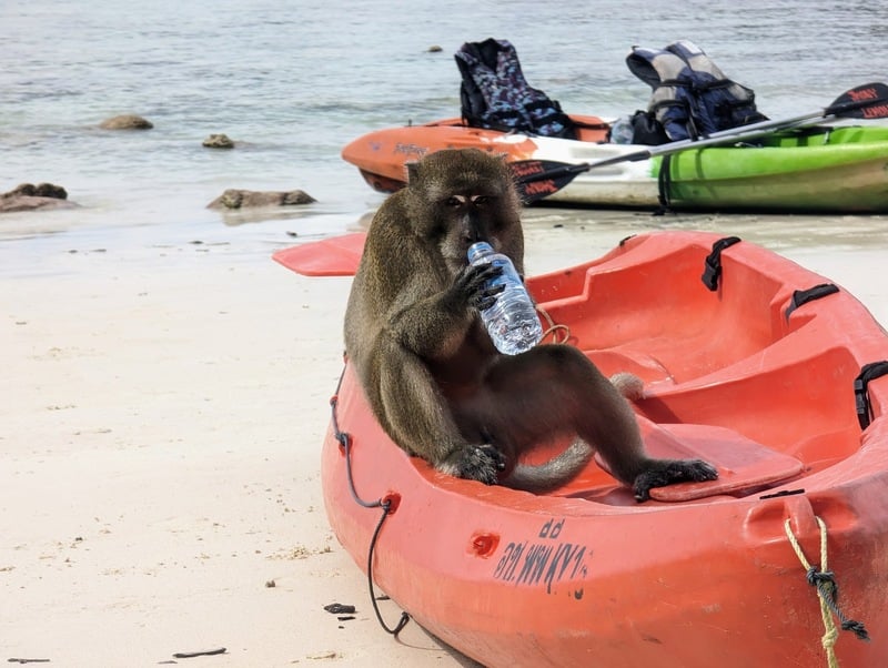 Monkey Beach 