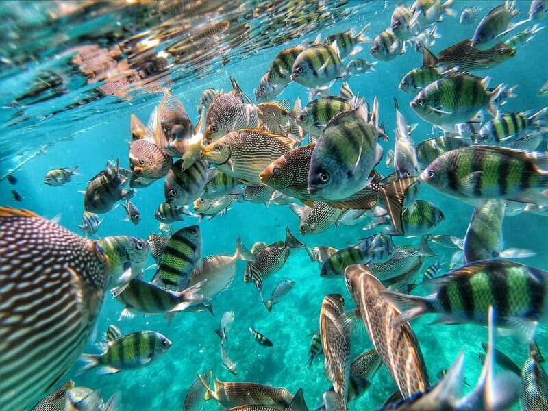 Plonger à Koh Phi Phi