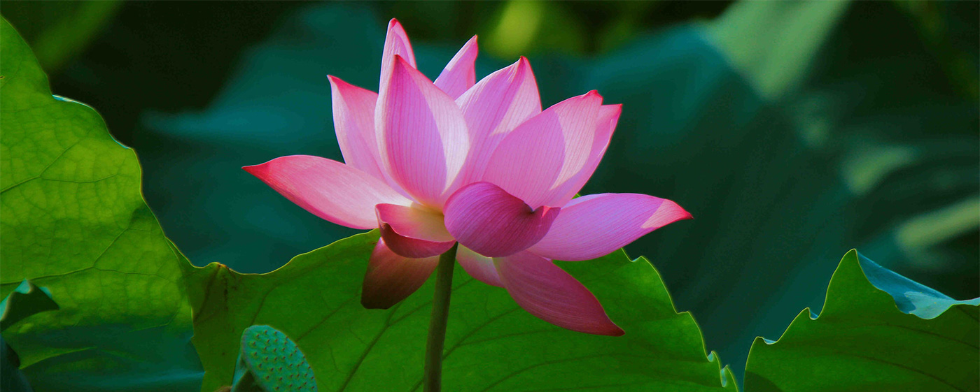 Lotus Vietnam : entre symbole et vie quotidienne