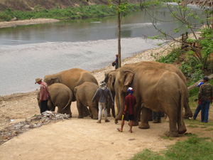 Camp d’éléphants