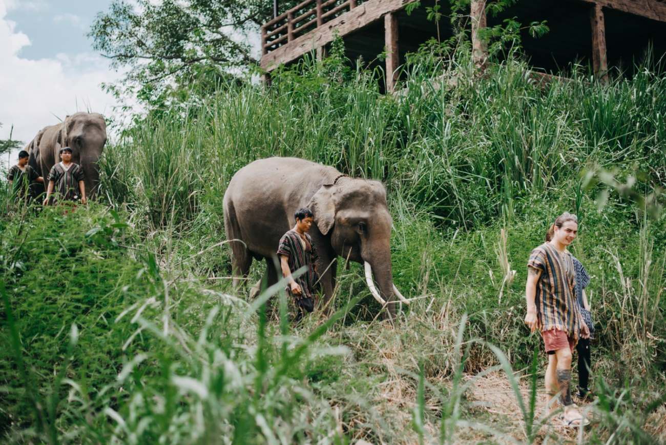 Elephant Camp à Chiang Mai : Vivez une aventure inoubliable