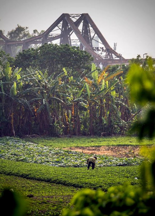 Espace vert au-dessous du pont Long Bien à Hanoi  8