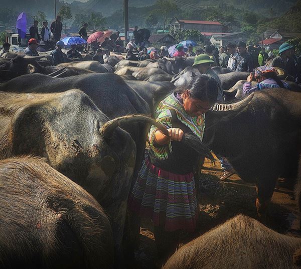 Un marché hebdomadaire à Bac Ha 6