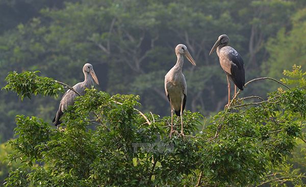 La vallée des oiseaux, Ninh Binh 4