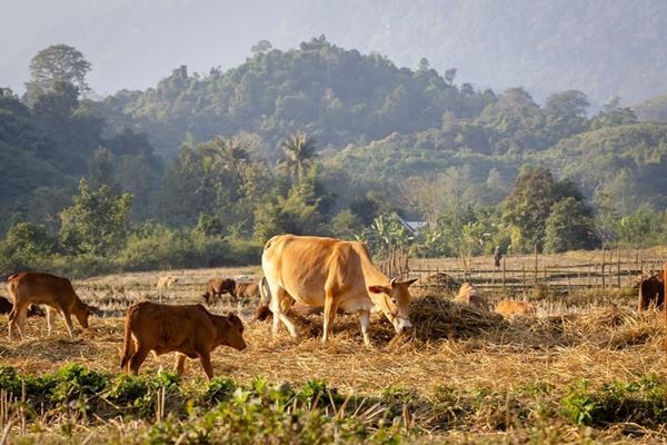 Paysage paisible du campagne au Laos 2