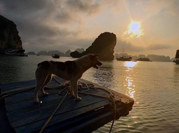 La baie d'Halong au crépuscule 8